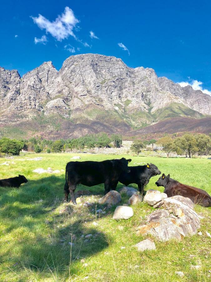 The Barn In Franschoek Guest House Franschhoek Ngoại thất bức ảnh