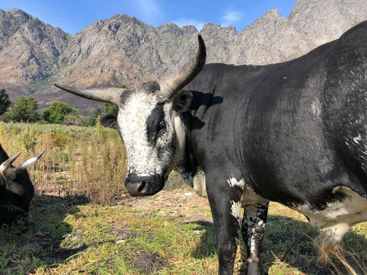 The Barn In Franschoek Guest House Franschhoek Ngoại thất bức ảnh